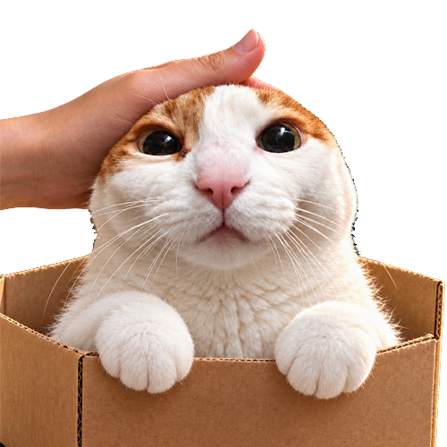 Ramcat sitting in a cardboard box while a hand gives him a head pat